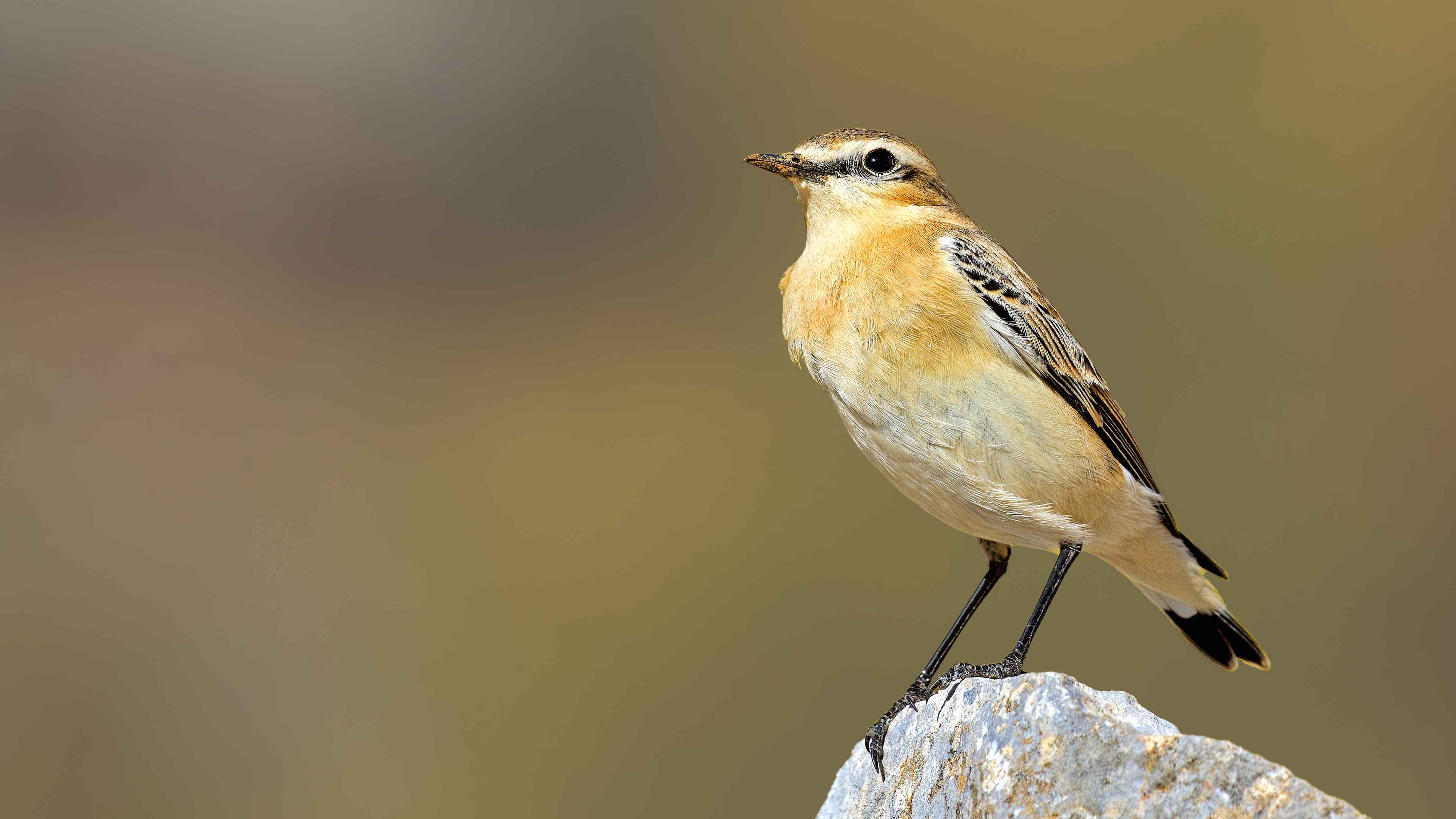 Northern Wheatear